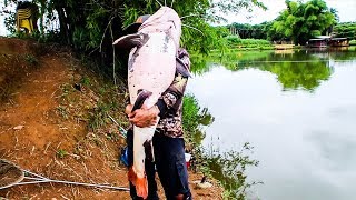 Pirarara Gigante - Recorde  no Ultralight Pesqueiro Pesk Pag dos Amigos