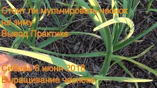 Стоит ли мульчировать чеснок на зиму Вывод Практика Сибирь 8 июня 2018 Выращивание чеснока