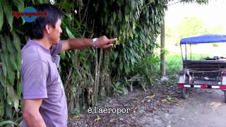 2° parte Video-guida Perù. Viaggio nel narcotraffico