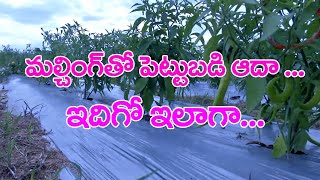 Importance of Mulches for Summer Vegetable Crops