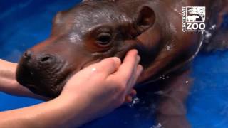 Premature Hippo Baby has First Pool Experience - Cincinnati Zoo