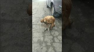 Секс Машина