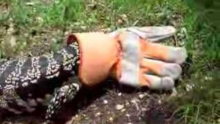 Glove puppet master tegu playtime