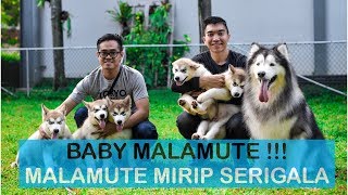 SPIKE ketemu keluarga SERIGALA - VLOG