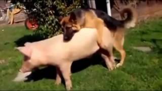 JAKO SMIJEŠNO! svinjogojstvo Pas Parenje
