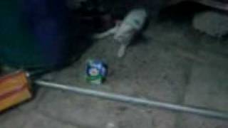 Cute Cat Playing with a dead mouse in Pakistan