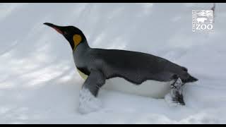 Animals Enjoying the Cold and Snow - Cincinnati Zoo
