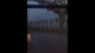 SHARK IN THE OHIO RIVER!!!?