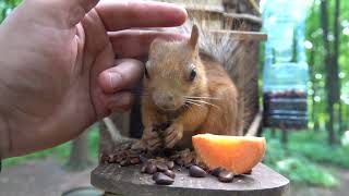 Белка-незнакомка / The Stranger Squirrel