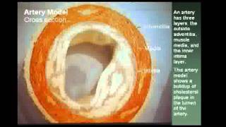 "THE POWER OF PLANT FOODS in ANTI-AGING & LIFESTYLE MEDICINE" By Dr. John Westerdahl