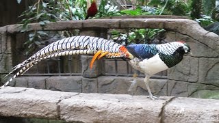Bird Kingdom, Niagara Falls, Ontario, Canada