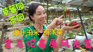 #金马伦  幸福终点站 18，马来西亚 彭亨州 旅行篇 (上)—金马伦高原风光，草莓园，BOH茶园，西洋菜，臭豆，爆汁玉米棒，scarlett家庭去金马伦高原行走。