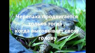 АЛЕКСЕЙ БУЙМИСТРОВ, Формула денег, Сергей Пашнин