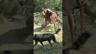 Painted Dogs get Moose Enrichment - Cincinnati Zoo #shorts