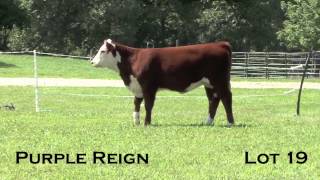 Purple Reign Lot 19