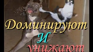 Боевые котята #2