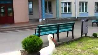Аист прилетел к Роддому  Успели снять на мобильник!