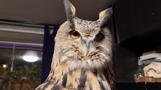 Угу! Опять припёрлися: сова Ёль делится впечатлениями, совёнок Лучик просто держит за голову