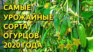 ТОП 6 суперурожайных  ОГУРЦОВ 2020!!! Вы обалдеете от этих огурчиков: пучковые, корнишоны...