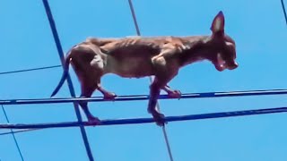 26 Вещей, Которые Вы Точно не Ожидаете Увидеть, Выходя из Дома