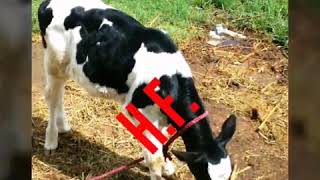 HF clave and HF cow photos of PNR Dairy Farm