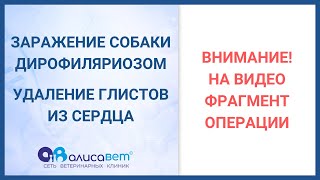 Операция по удалению дирофилярий из правых отделов сердца у собаки. Surgery to remove dirofilyary