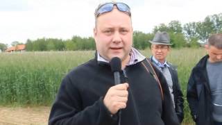 Nowa odmiana kukurydzy firmy Syngenta