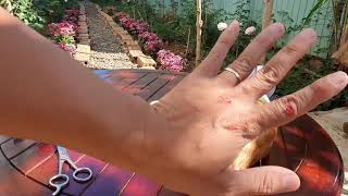 Mèo xinh đẹp bị bẫy cụt chân. Cứu bằng cách nào? @Ong Vui vẻ