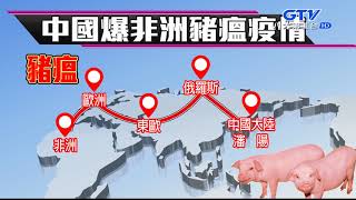 GTV新聞 陸爆發非洲豬瘟 比口蹄疫還恐怖 2018080606