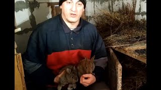 Почему кролики плохо размножаются?