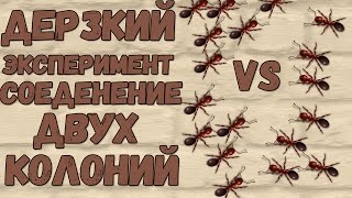 Дерзкий эксперимент!!!  Как объединить  две колонии Messor structor. Развитие колонии.