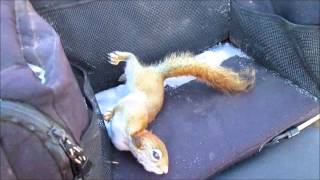 Gray Squirrel In Duke 1.5