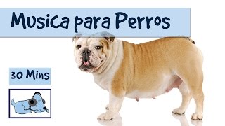 2 horas de musica relajante para perros hiperactivos
