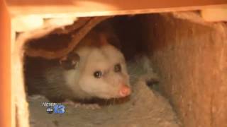 Brasstown Drops Possum To Ring In 2014