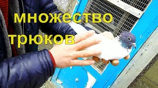 Иранские Бакинские Узбекские бойные голуби. Игра,Бои и нежданный гость