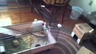 Rabbit cage and care tour