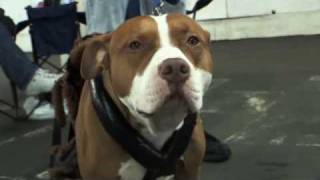 Pit Bulls - Documentary - Part1