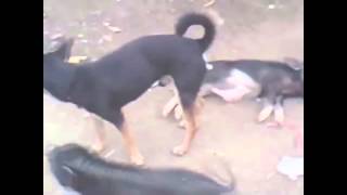 ОХ ЛЮБЯТ СОБАКИ ПОРОСЯТ ЧПОКАТЬ2015 HD mating dogs with a pig