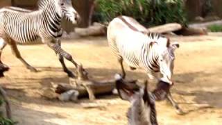 Zebras Getting It On!!!
