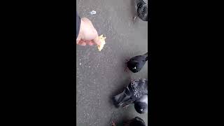 Венские голуби | Wiener Tauben