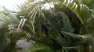 VID-20120504-00003