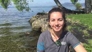 Lake Rotorua Habitat Wall with Aleisha Mitchell from Bay of Plenty Regional Council
