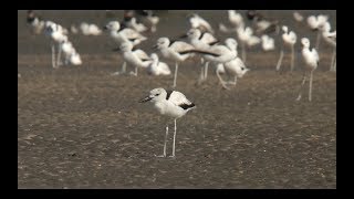 Jamnagar where birds and industry coexist
