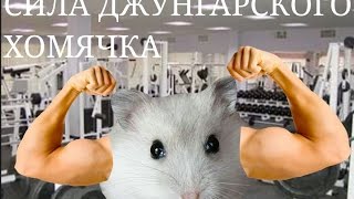 Сила Попрыгунчика) Джунгарик-циркач.