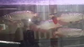mg comtank