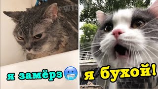 Говорящие коты!???? Лучшая подборка 2020!