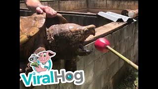 Snapping Turtle Eats an Apple || ViralHog