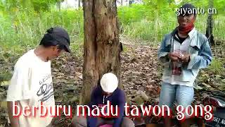 Berburu madu tawon gong siap di panen