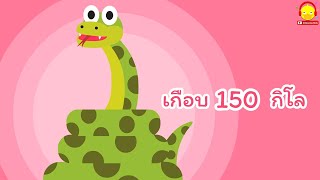 เพลงงูยักษ์อนาคอนดา Anaconda Snake