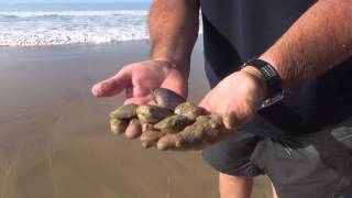 White Mussels in the sand.